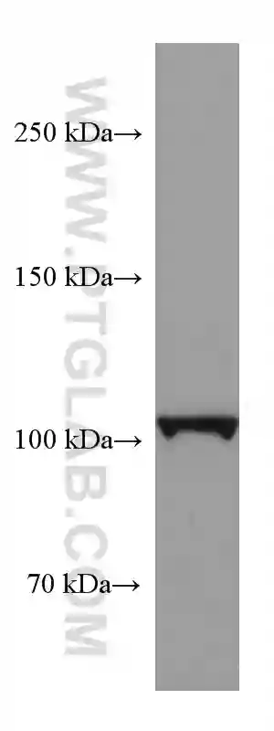 CNTN2 antibody (67089-1-Ig) | Proteintech