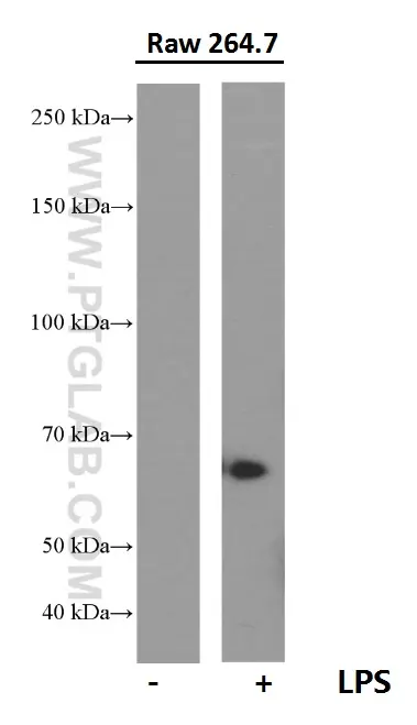 COX2/ Cyclooxygenase 2/ PTGS2 antibody (66351-1-Ig) | Proteintech