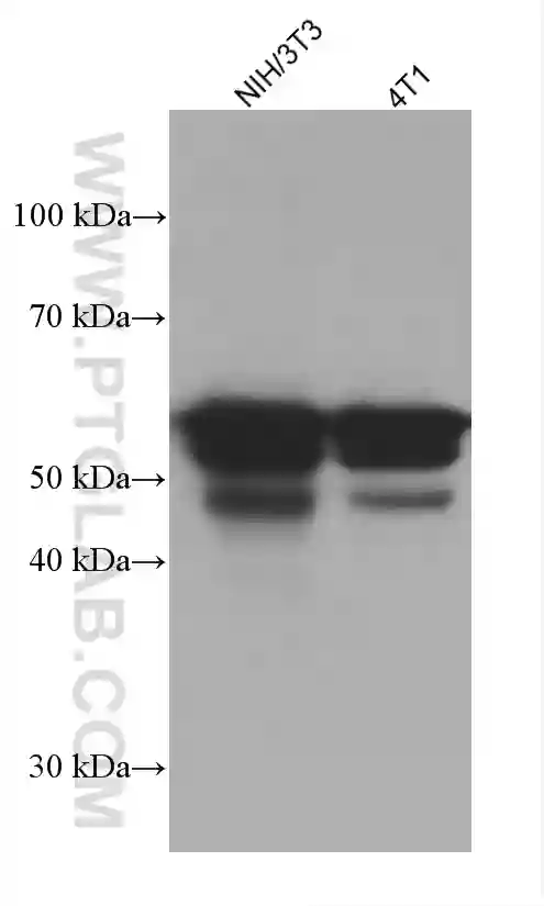 CREB3L1,OASIS antibody (67617-1-Ig) | Proteintech