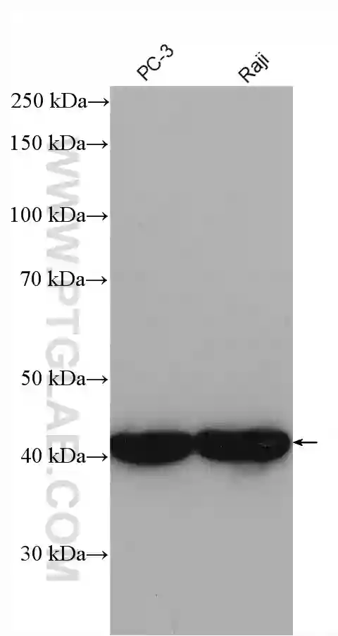 CSNK2A1 antibody (10992-1-AP) | Proteintech