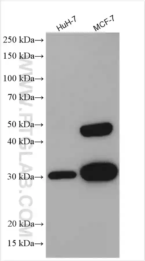 Cathepsin D antibody (21327-1-AP) | Proteintech