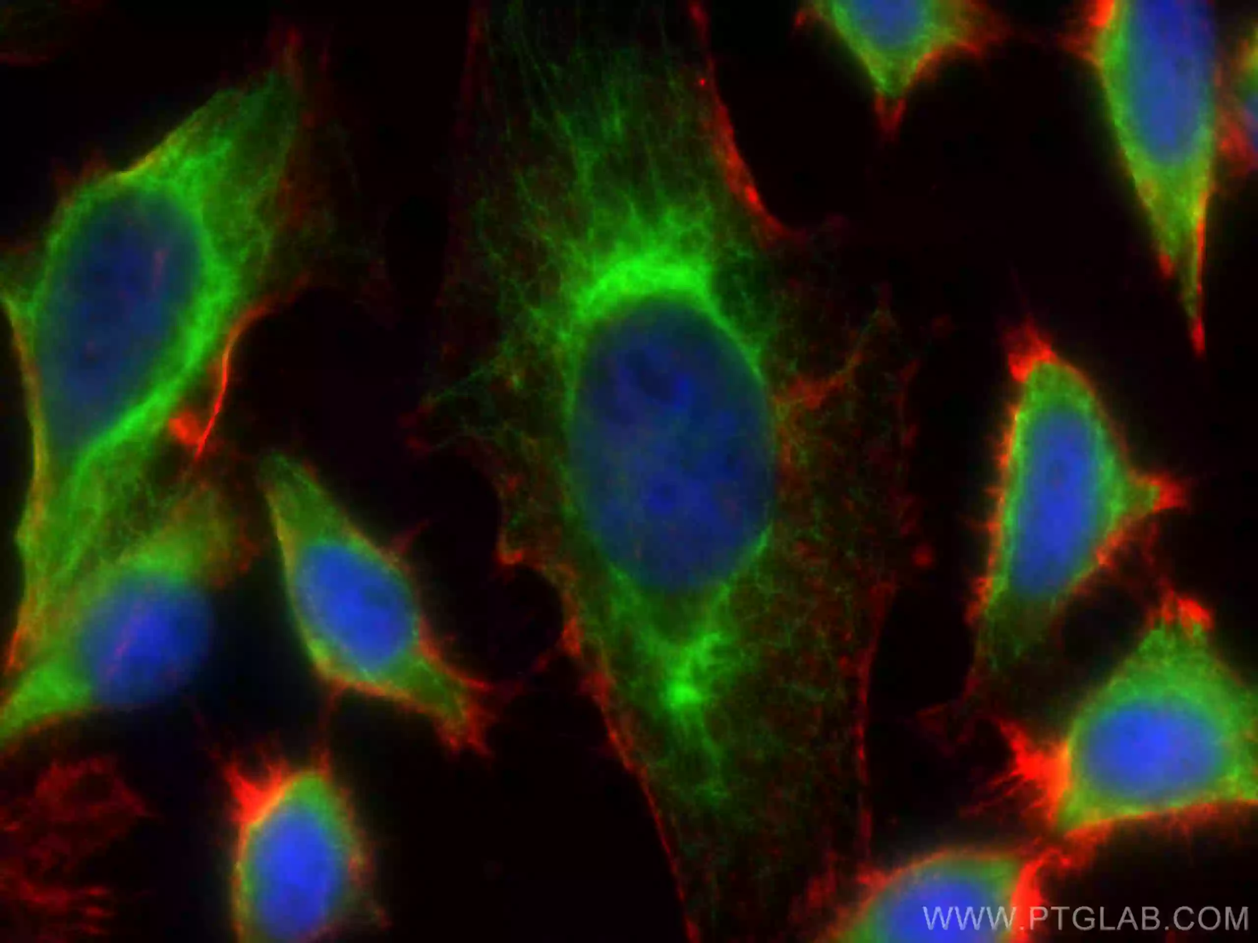 CYP1A2-Specific antibody (19936-1-AP) | Proteintech