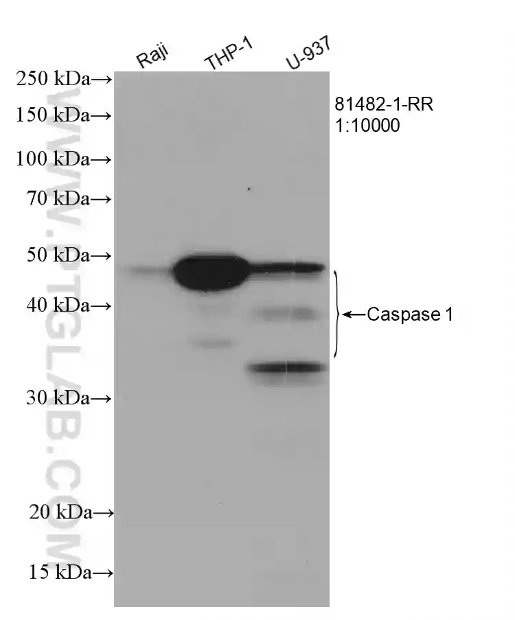 Caspase 1 antibody 81482 1 RR Proteintech