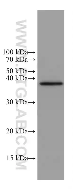 Caspase 7 antibody (67956-1-Ig) | Proteintech