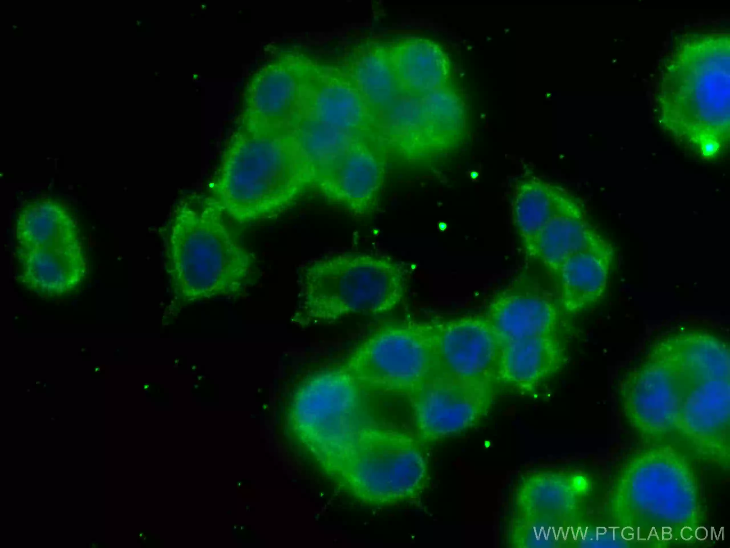 Chromogranin A antibody (CL488-60135) | Proteintech