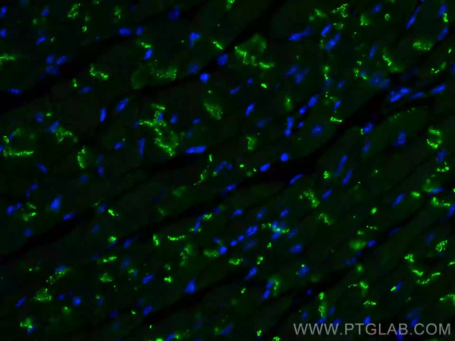 Connexin 43 antibody (80543-1-RR) | Proteintech