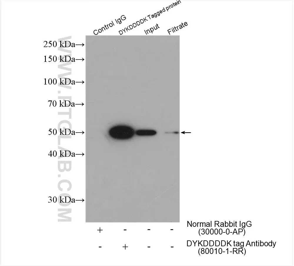 DYKDDDDK tag antibody (80010-1-RR) | Proteintech