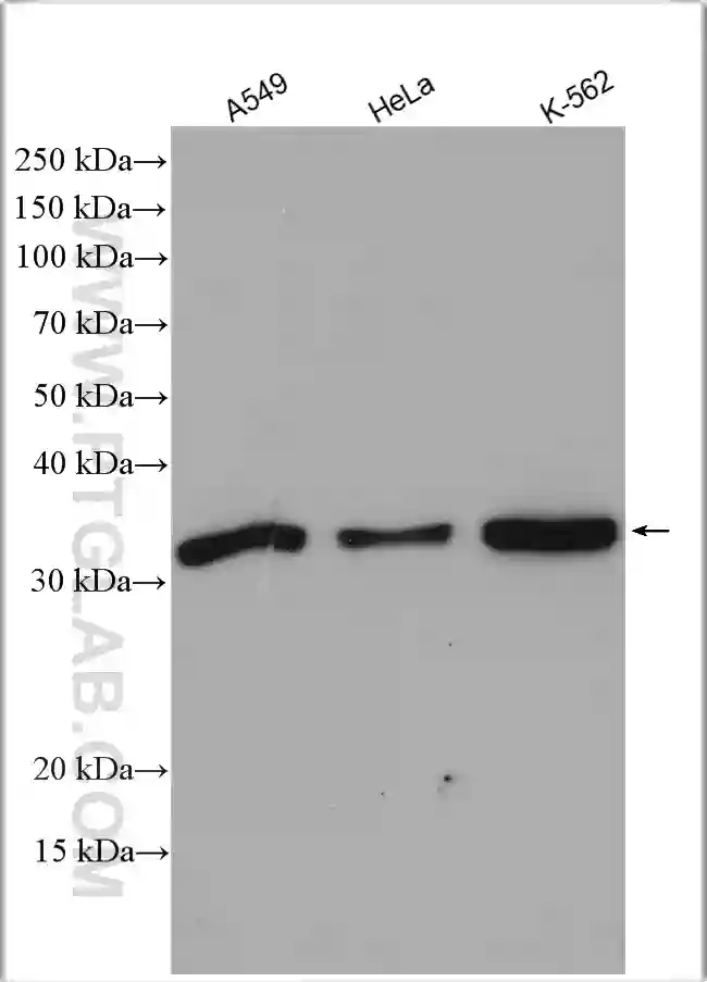 GPLD1 Mouse anti-Human, Clone: 38A1, Invitrogen™