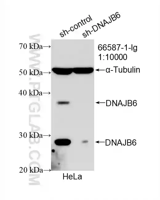 DNAJB6 antibody (66587-1-Ig) | Proteintech