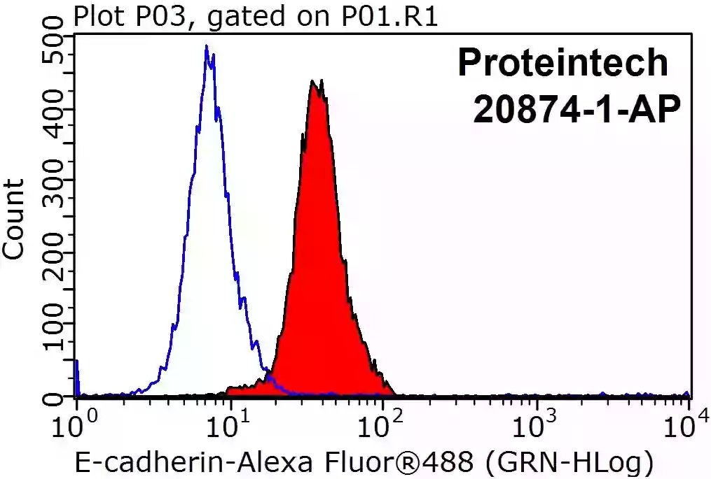 E-cadherin antibody (20874-1-AP) | Proteintech