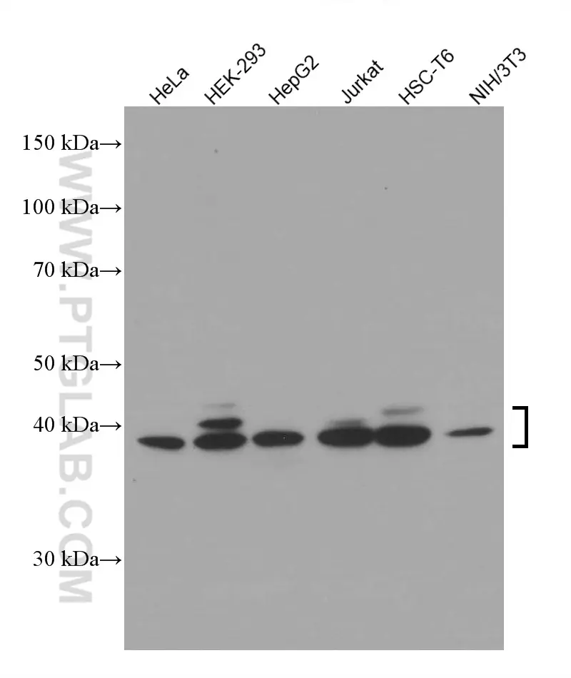 ERK1/2 antibody (66192-1-Ig) | Proteintech