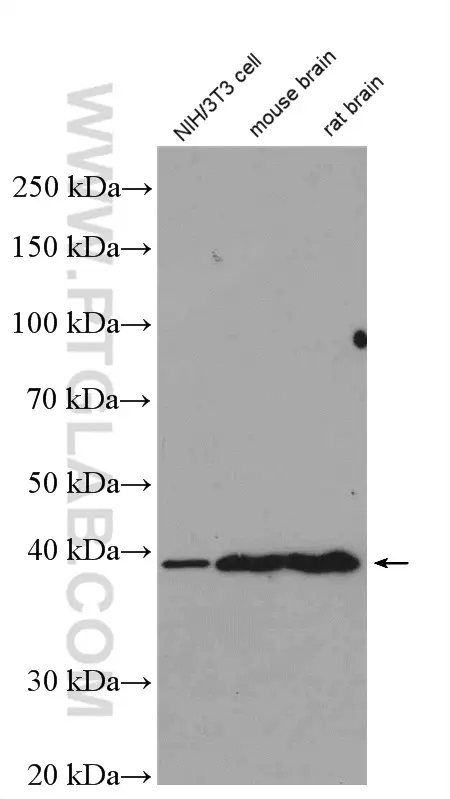 ERK1/2 antibody (16443-1-AP) | Proteintech