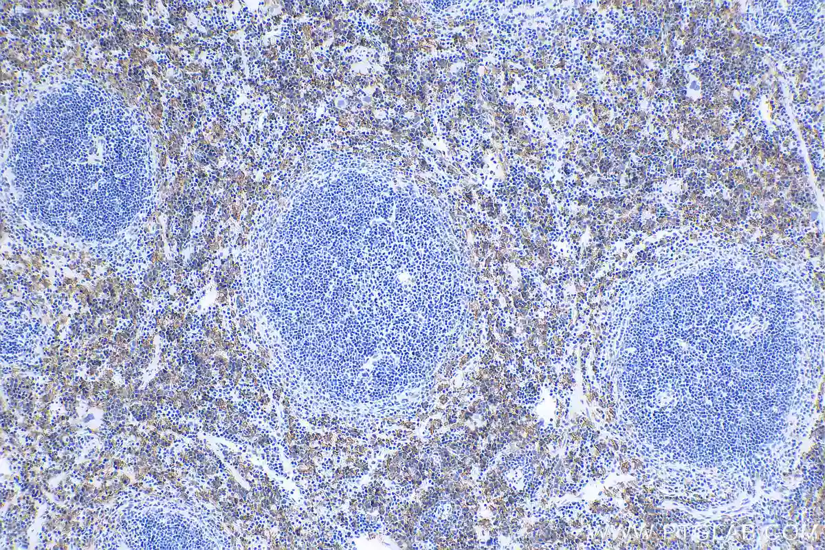 F4/80 antibody (28463-1-AP) | Proteintech