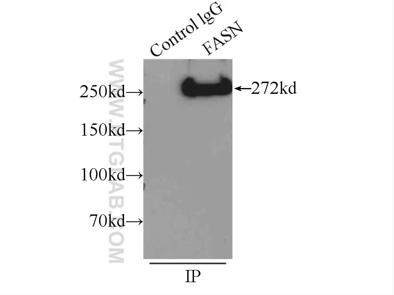 FASN antibody (10624-2-AP) | Proteintech