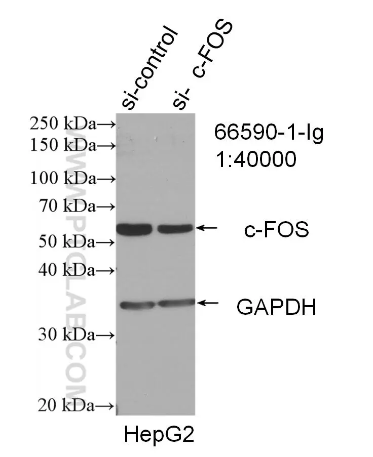 c Fos antibody 66590 1 Ig Proteintech