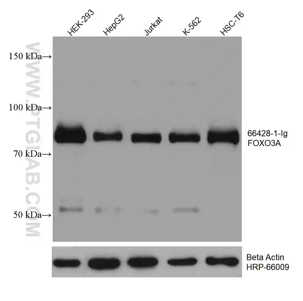 FOXO3A antibody (66428-1-Ig) | Proteintech
