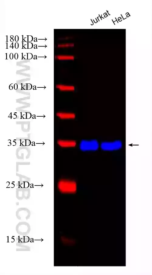 GAPDH antibody (CL750-60004) | Proteintech