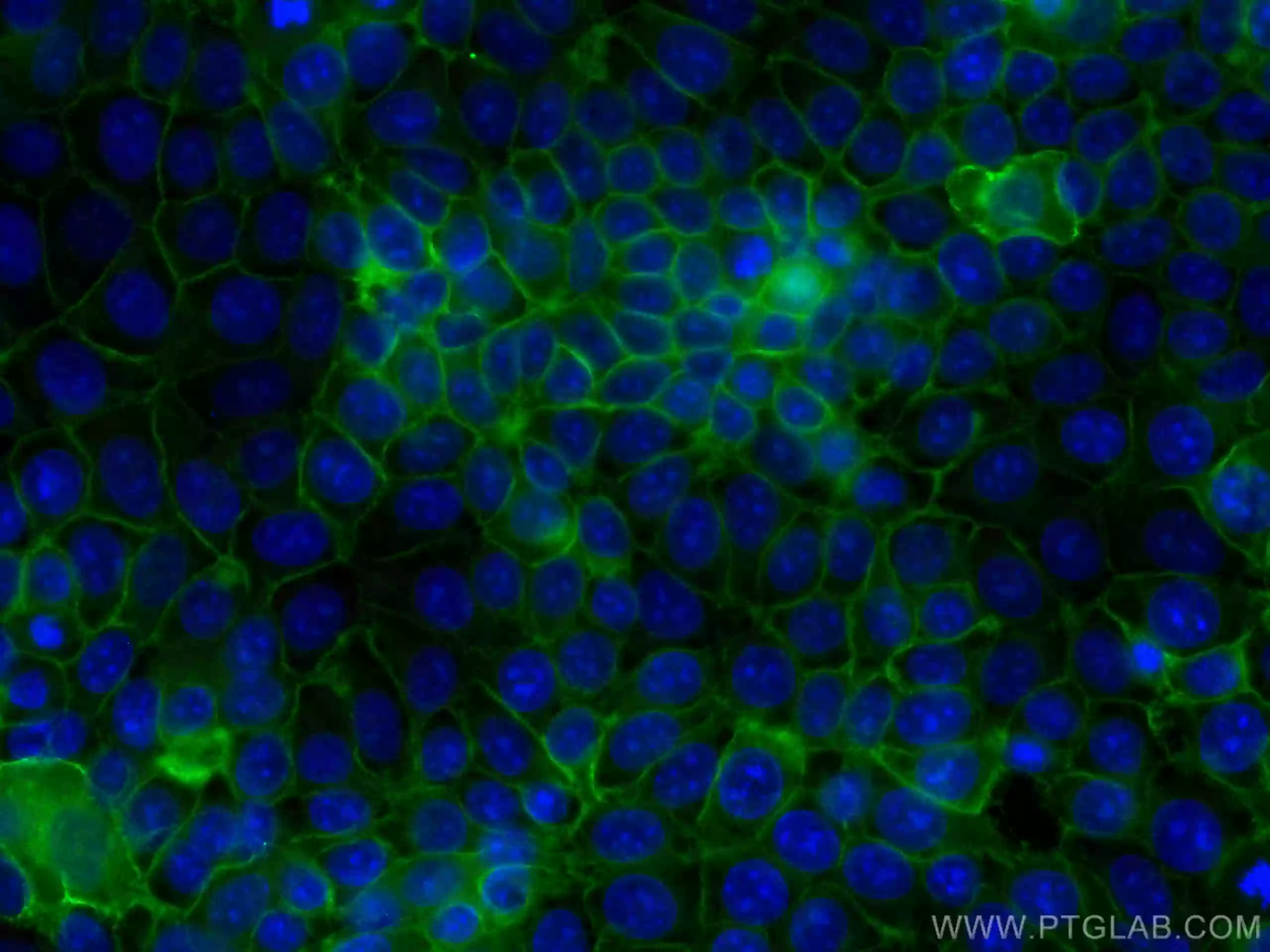 GNAS antibody (CL488-66253) | Proteintech