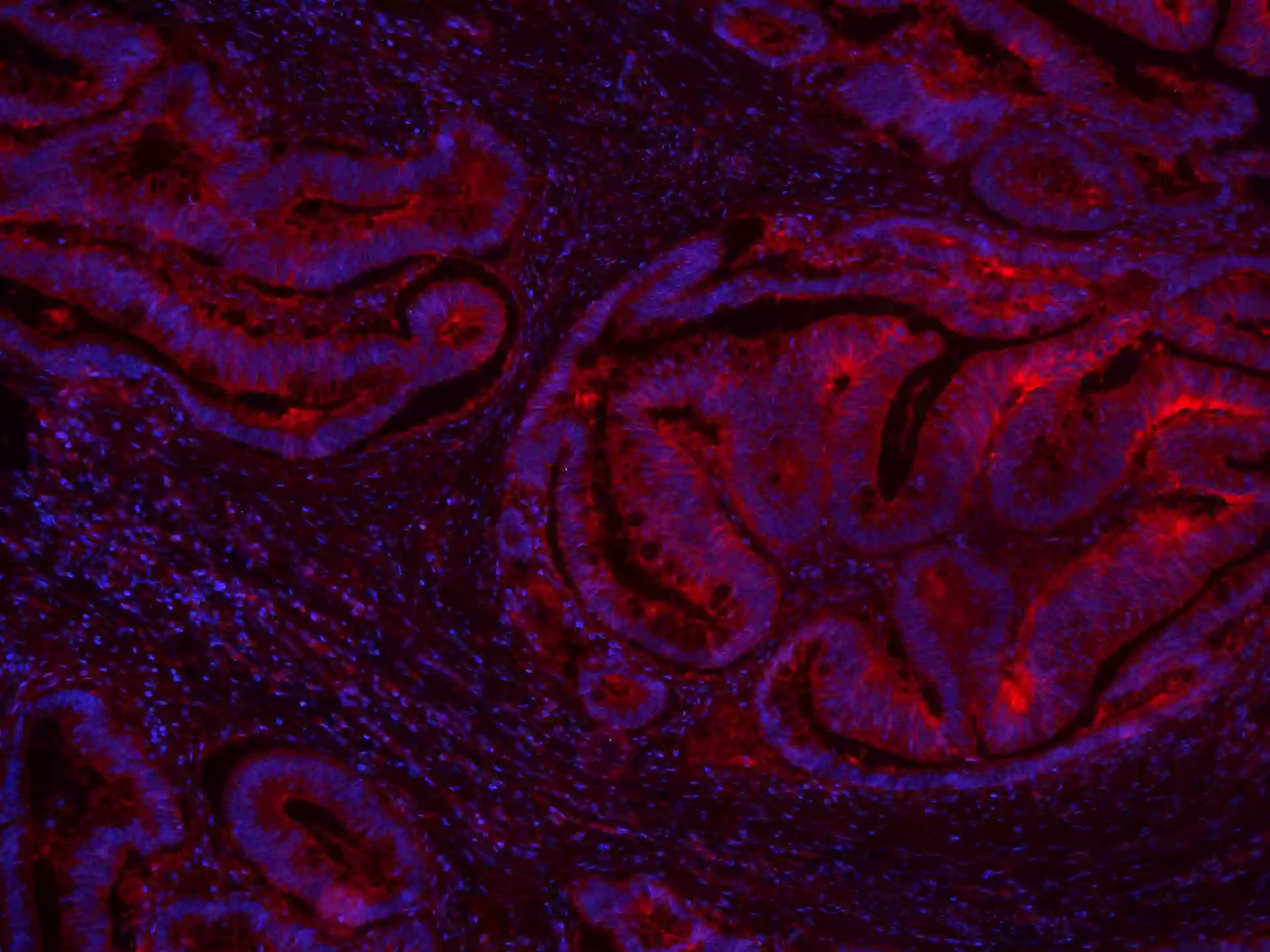 GNAS antibody (CL594-66253) | Proteintech