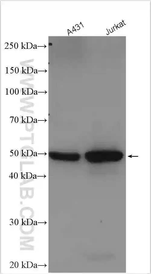 Various lysates were subjected to SDS PAGE followed by western blot with 20770-1-AP (GSDMD antibody) at dilution of 1:5000 incubated at room temperature for 1.5 hours.