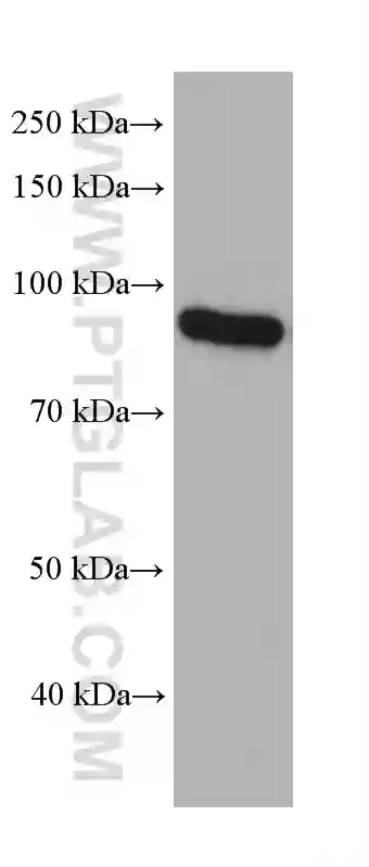 71,817 Protein Jar Images, Stock Photos, 3D objects, & Vectors