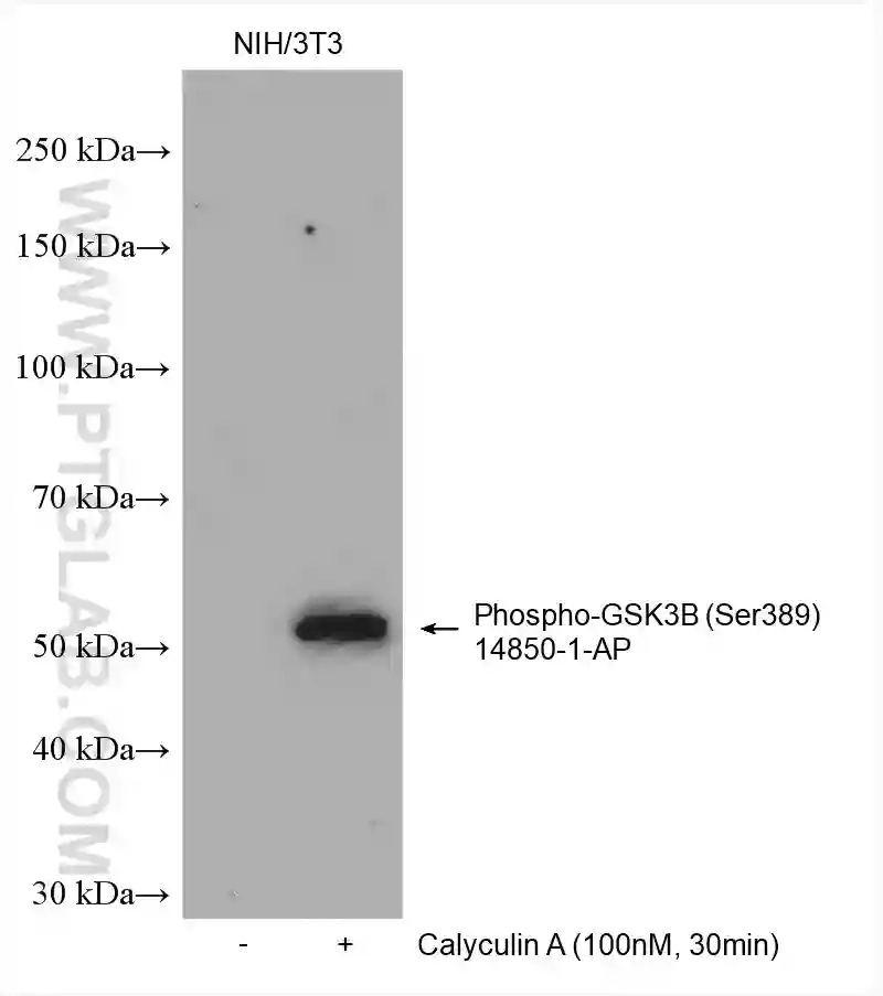 GSK3b （Phospho-Ser9） Antibody 100ul Signalway Antibody aso 86-6674-10 医療・研究  通販
