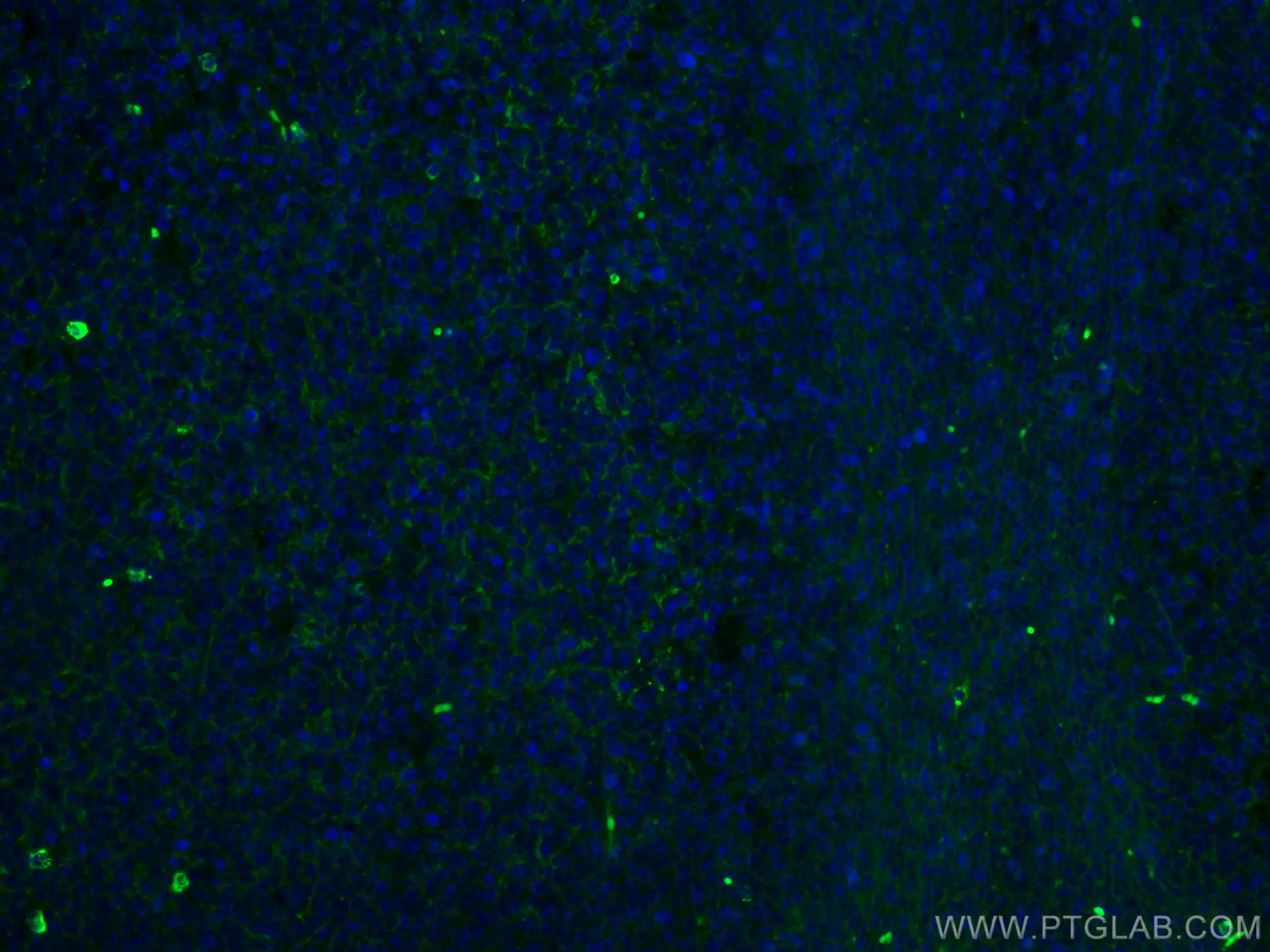 human IgM antibody (CL488-66484) | Proteintech
