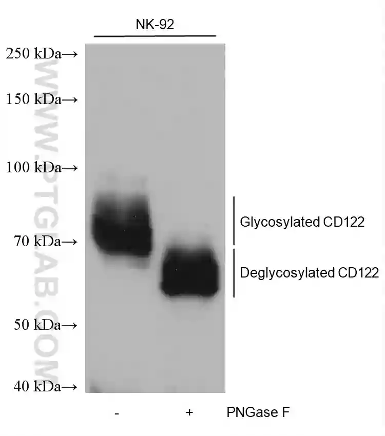 CD122/IL2RB antibody (60174-1-Ig) | Proteintech