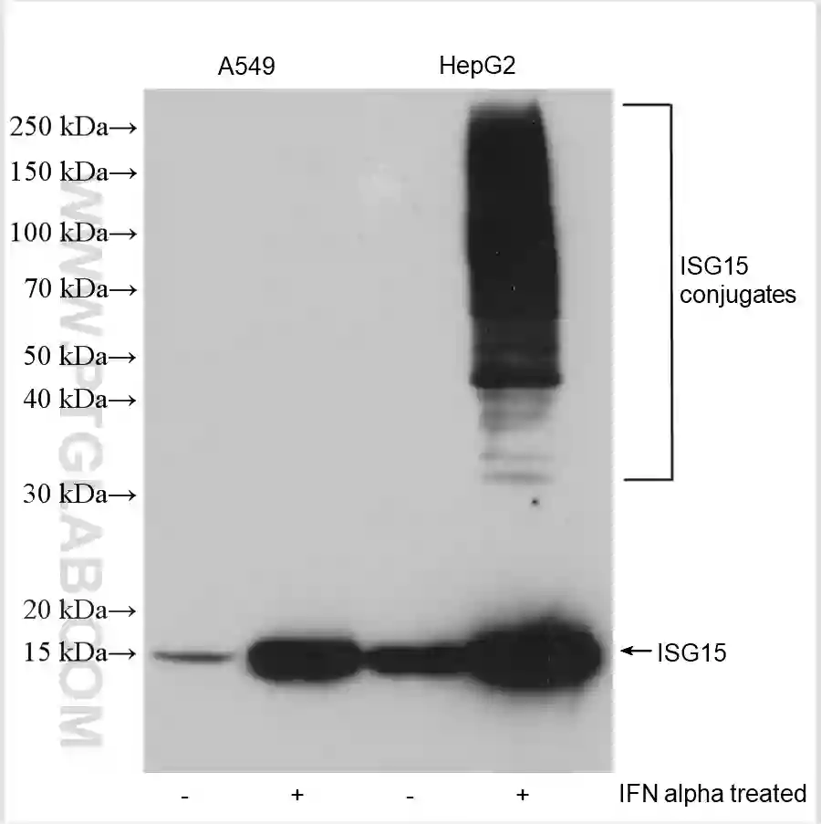 ISG15 antibody (15981-1-AP) | Proteintech