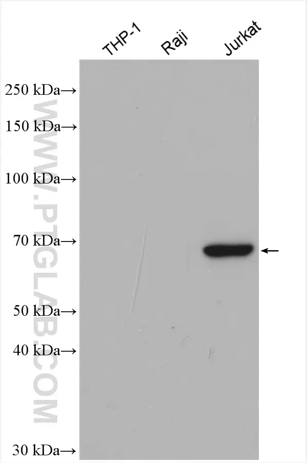 ITK antibody (21525-1-AP) | Proteintech