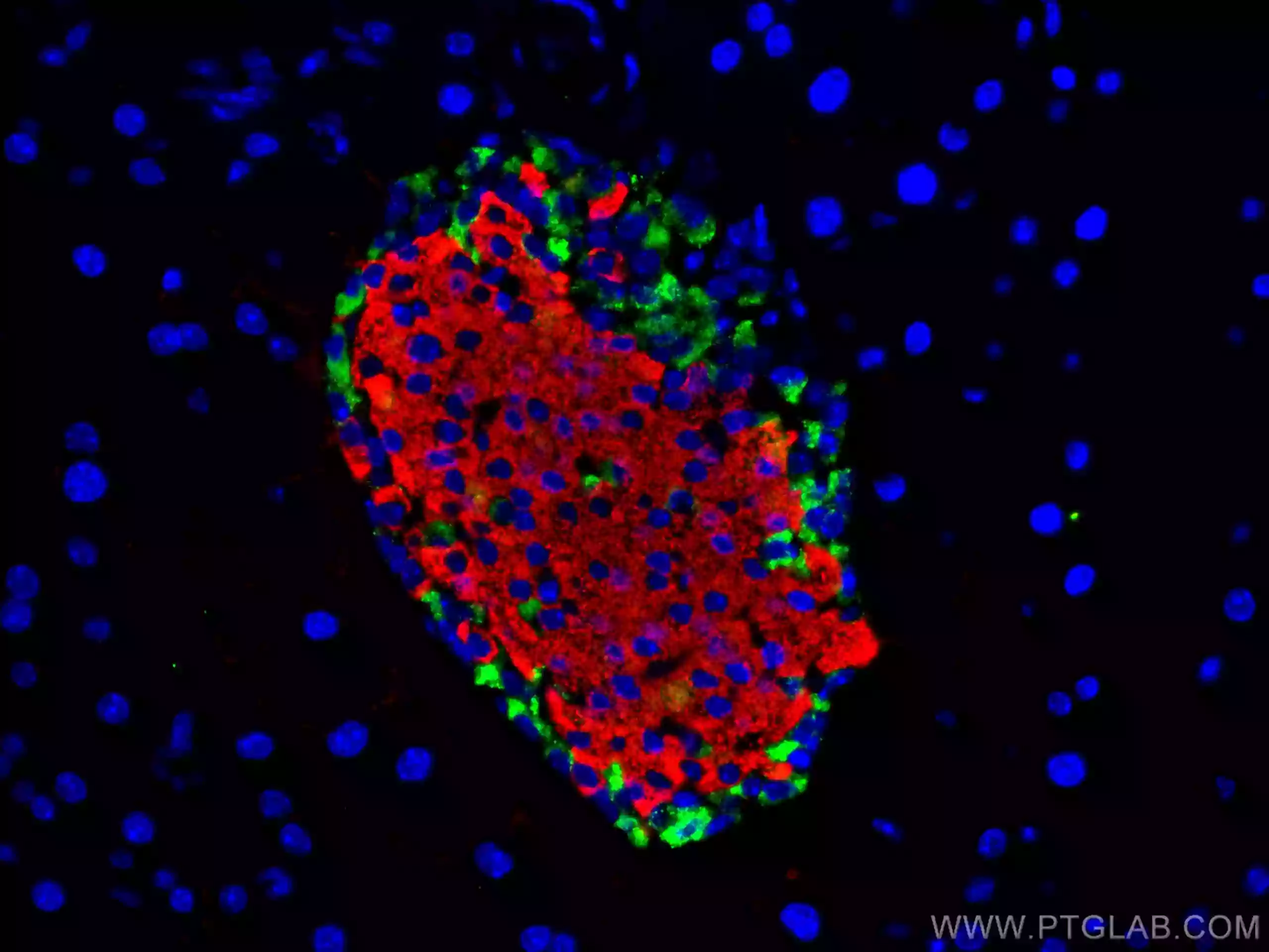 INS antibody (66198-1-Ig) | Proteintech