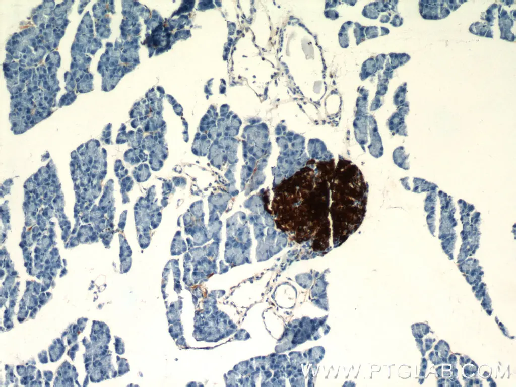 INS antibody (66198-1-Ig) | Proteintech