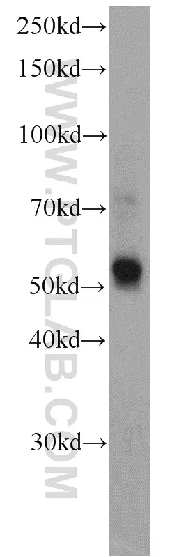 KMO antibody (10698-1-AP) | Proteintech