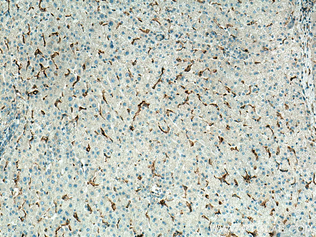 LILRB1 antibody (26455-1-AP) | Proteintech