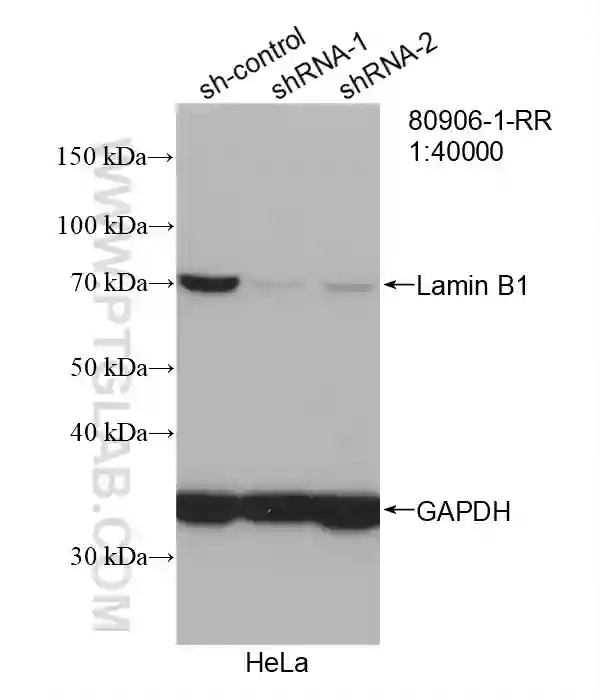 Lamin B1 antibody (80906-1-RR) | Proteintech