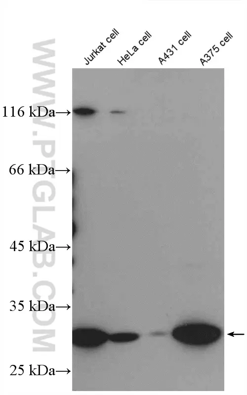 Livin antibody (27543-1-AP) | Proteintech