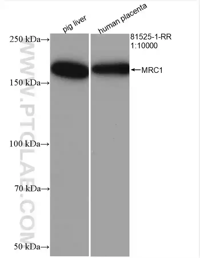 CD206 antibody (81525-1-RR) | Proteintech