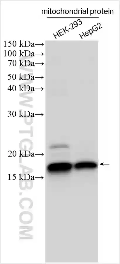 MRPS11 antibody (17041-1-AP) | Proteintech