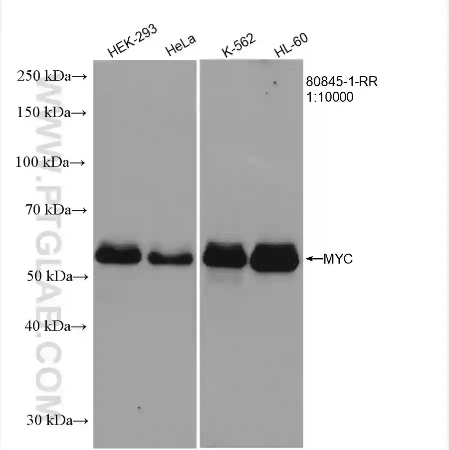 c MYC antibody 80845 1 RR Proteintech