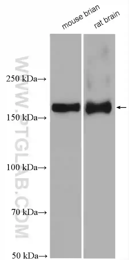 NMDAR2A/GRIN2A antibody (28571-1-AP) | Proteintech