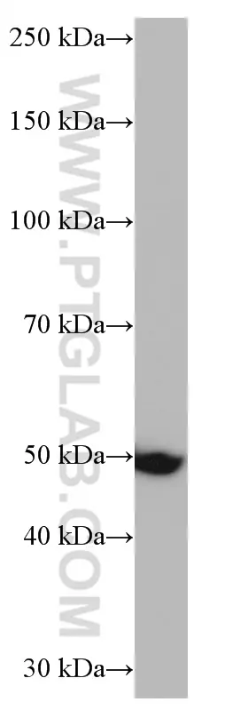 NOTUM antibody (66956-1-Ig) | Proteintech