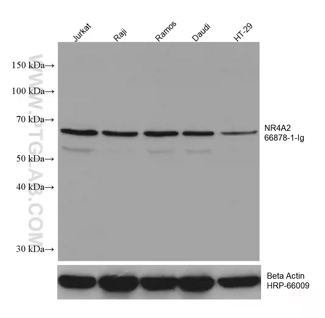 Nurr1/NR4A2 antibody (66878-1-Ig) | Proteintech