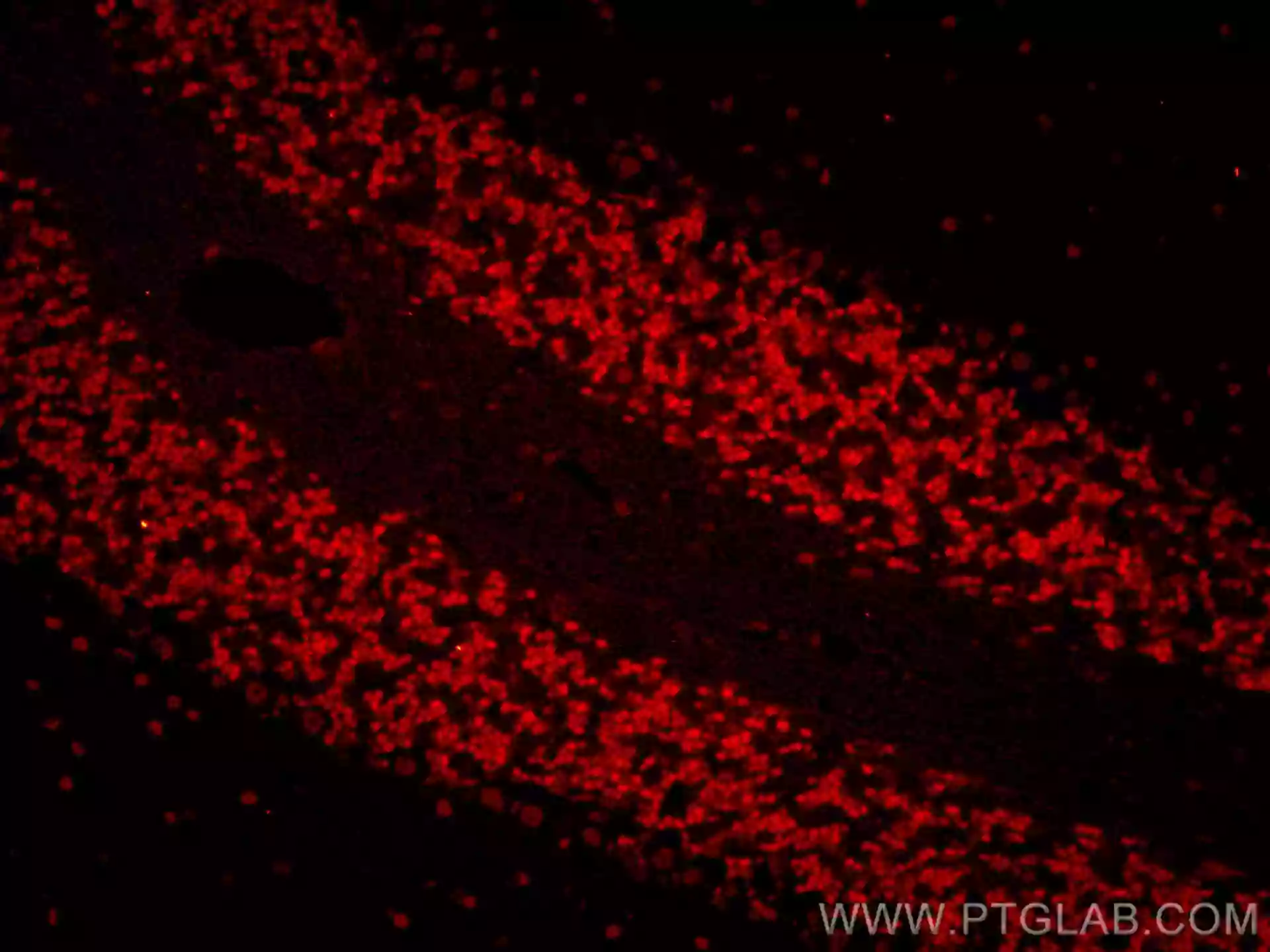 NeuN antibody (CL594-66836) | Proteintech