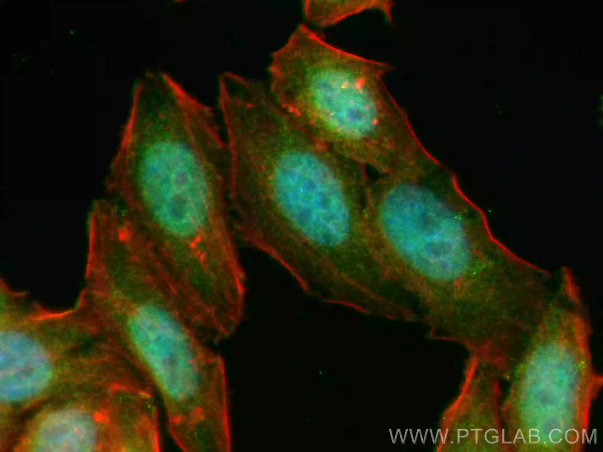 OAS2 antibody (19279-1-AP) | Proteintech