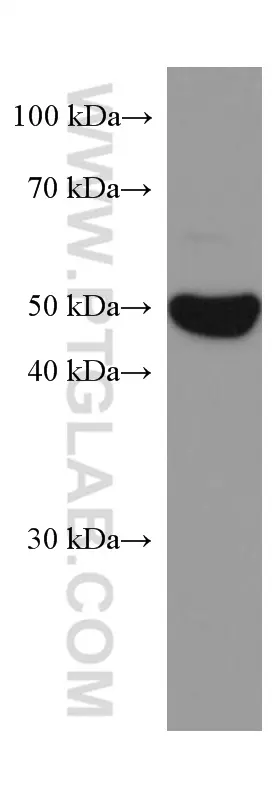 ODC1 antibody (67336-1-Ig) | Proteintech