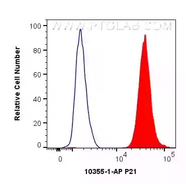 P21 antibody (10355-1-AP) | Proteintech