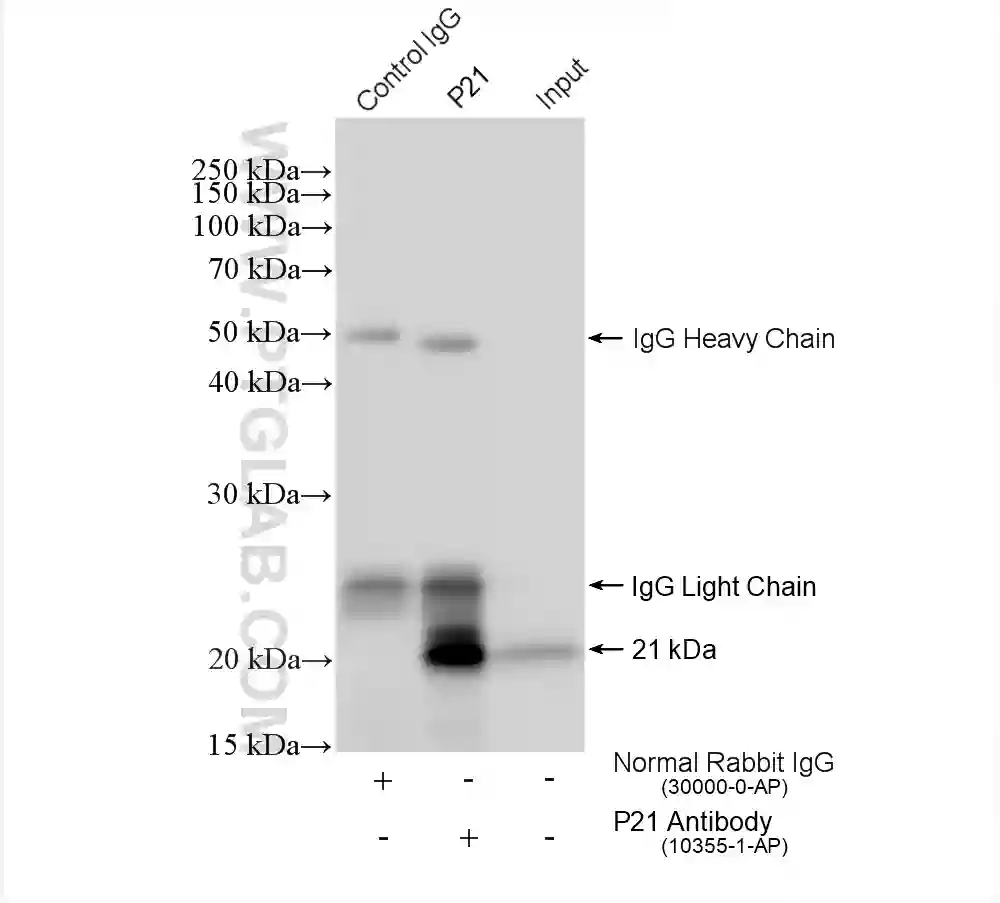 P21 antibody (10355-1-AP) | Proteintech