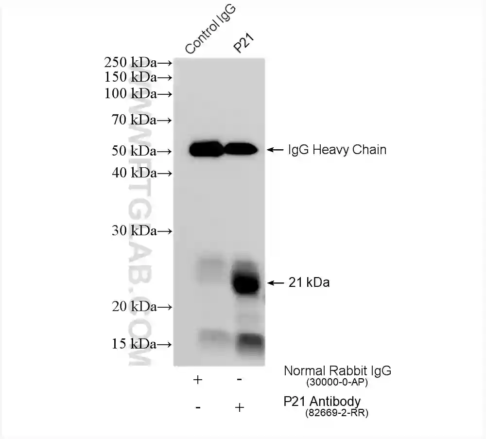 P21 antibody (82669-2-RR) | Proteintech