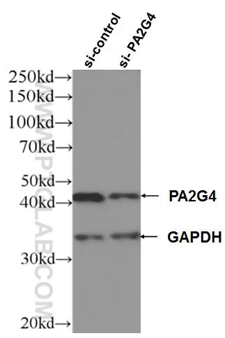 PA2G4 antibody (66055-1-Ig) | Proteintech