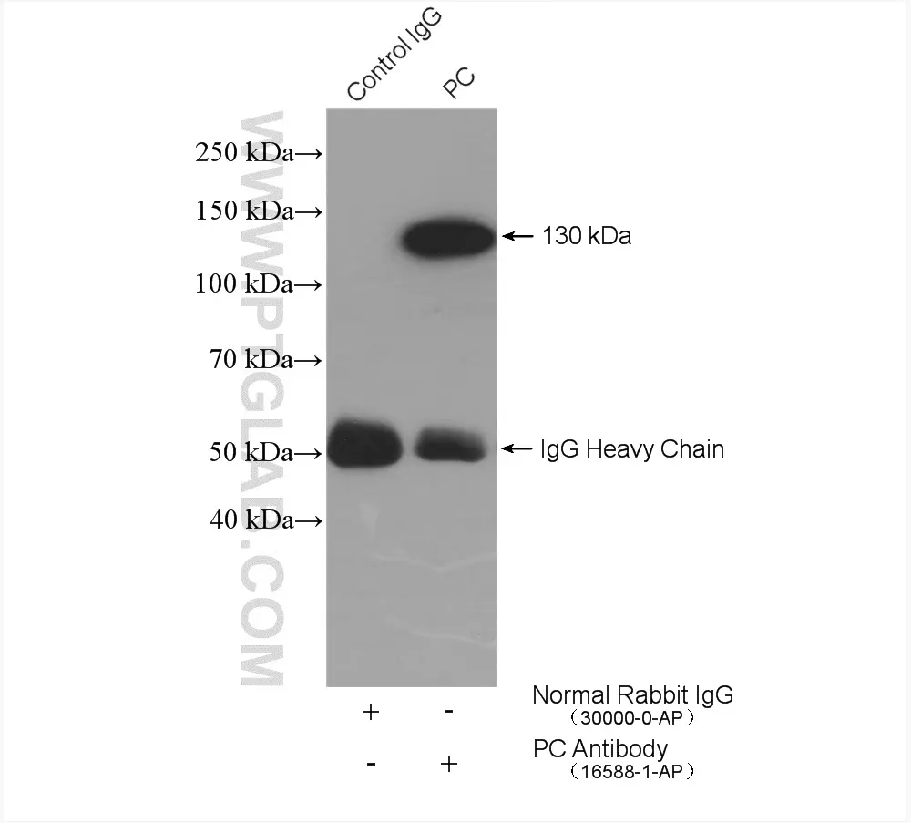 Pyruvate Carboxylase antibody (16588-1-AP) | Proteintech